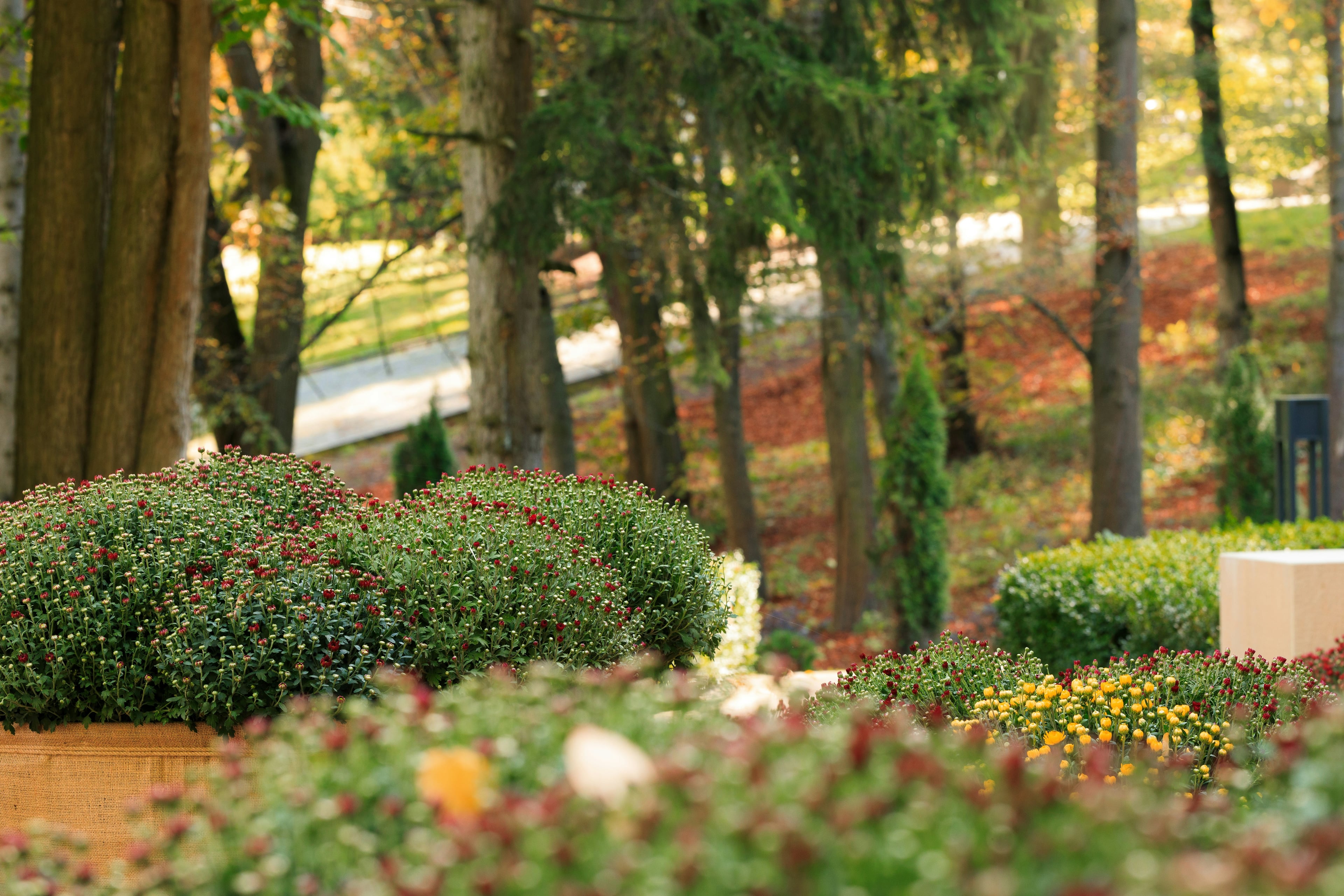 Rounded flowering plants with red and yellow buds in a tree-lined garden