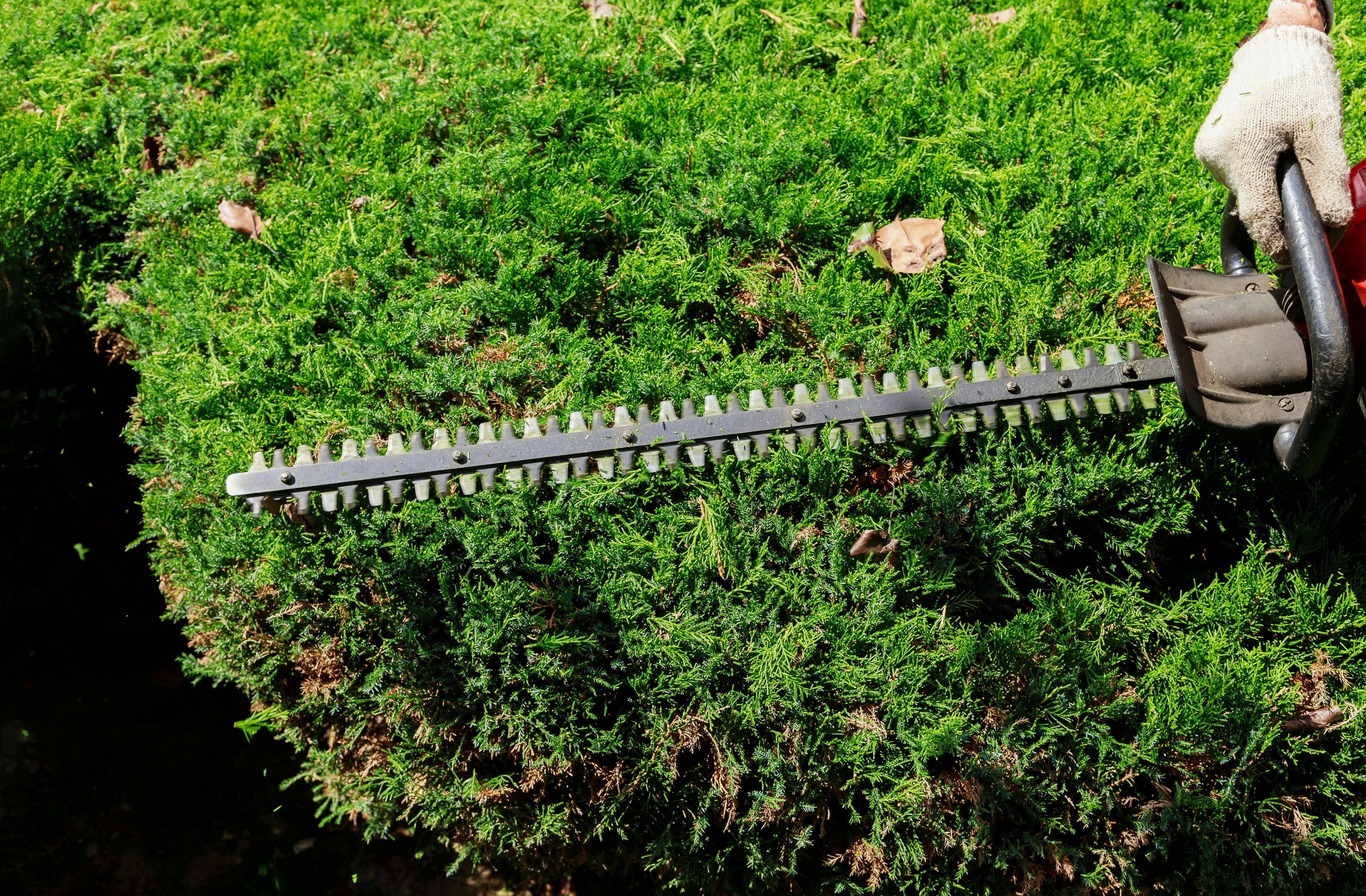 A gloved hand guiding a hedge trimmer across a dense green shrub