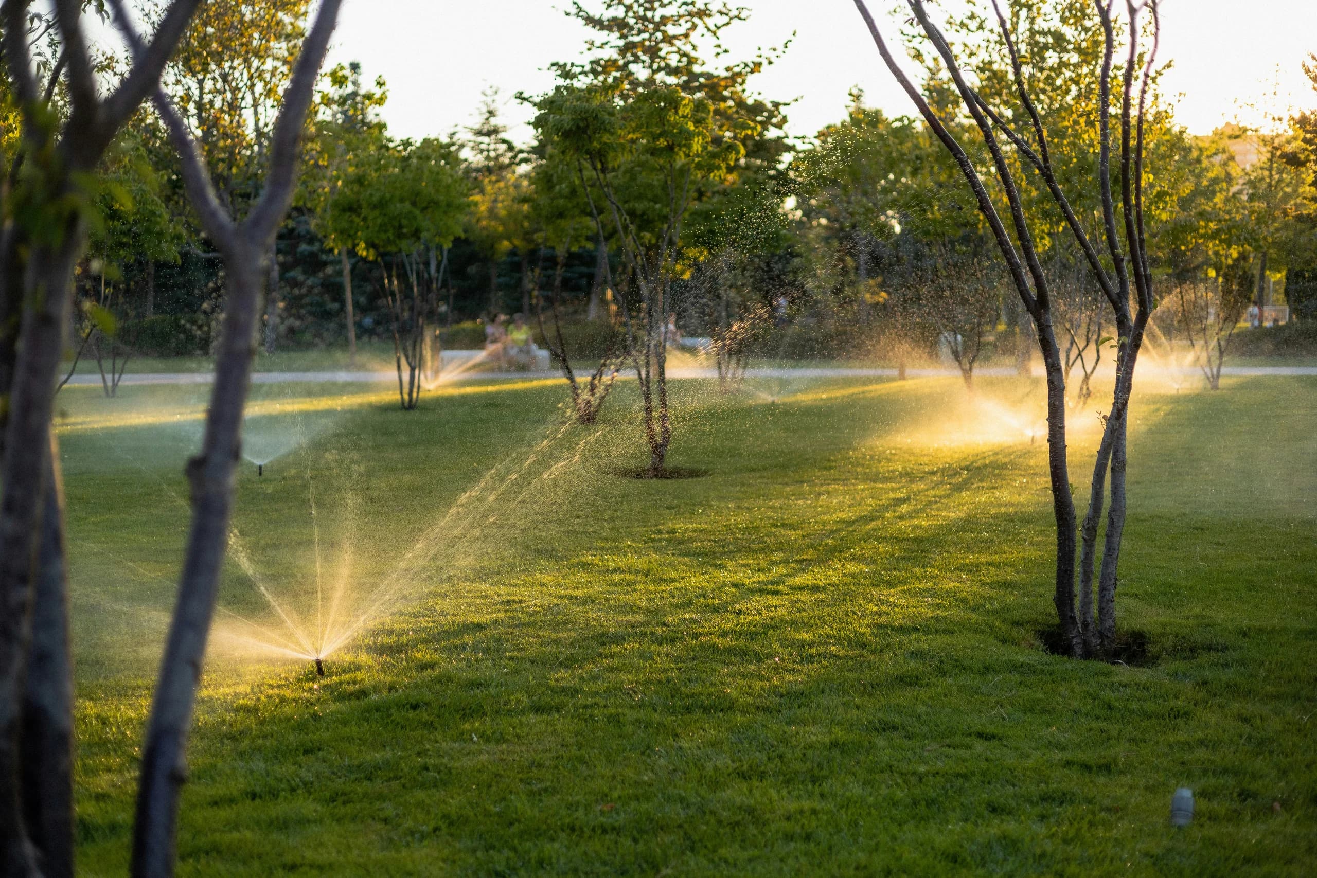 Sprinklers watering a tree-lined lawn with water spray lit by the evening sun