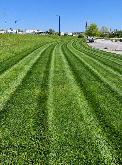 Curving mowing stripes on a lawn beside a parking lot