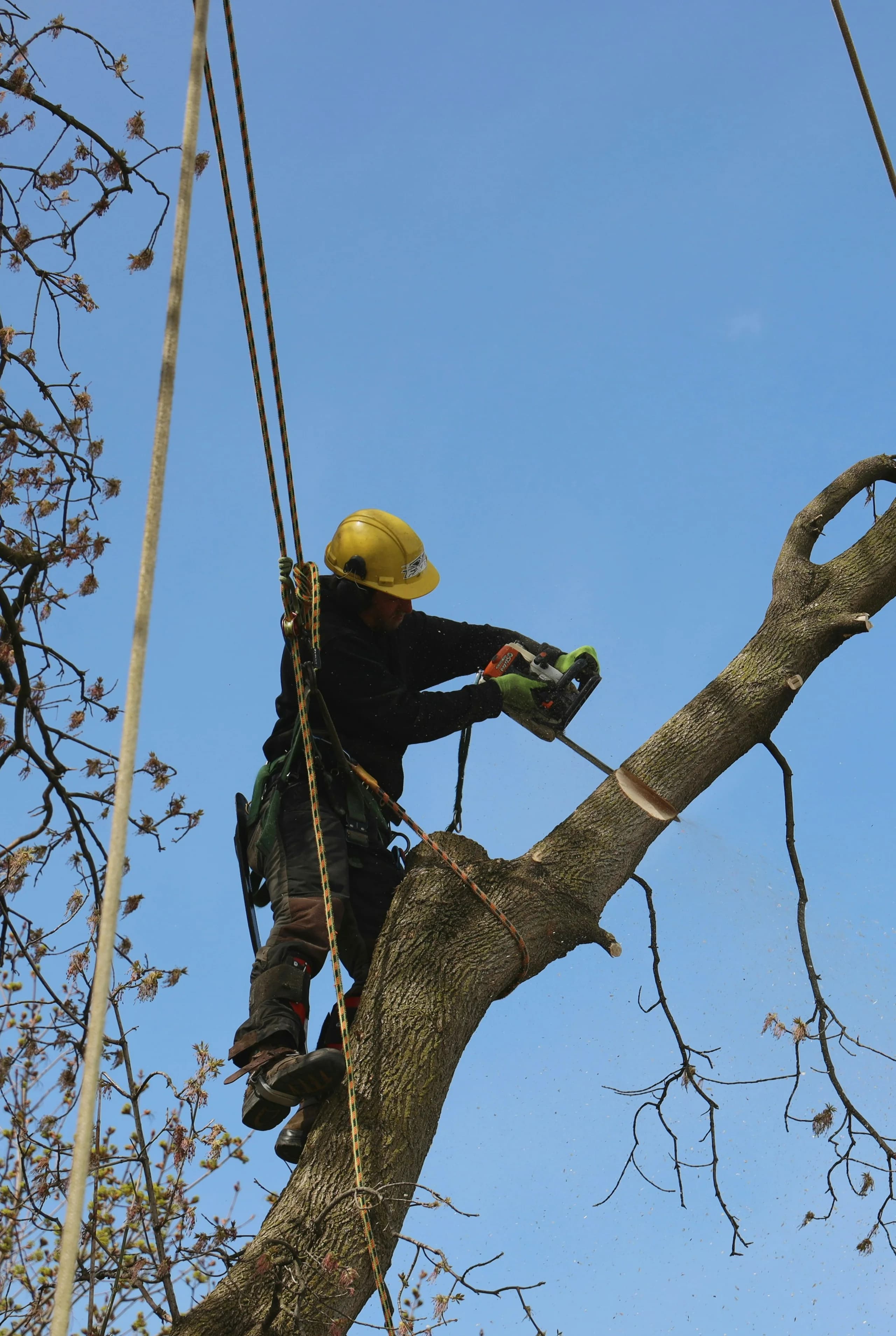 Arborist secured with climbing ropes cutting a tree limb with a chainsaw