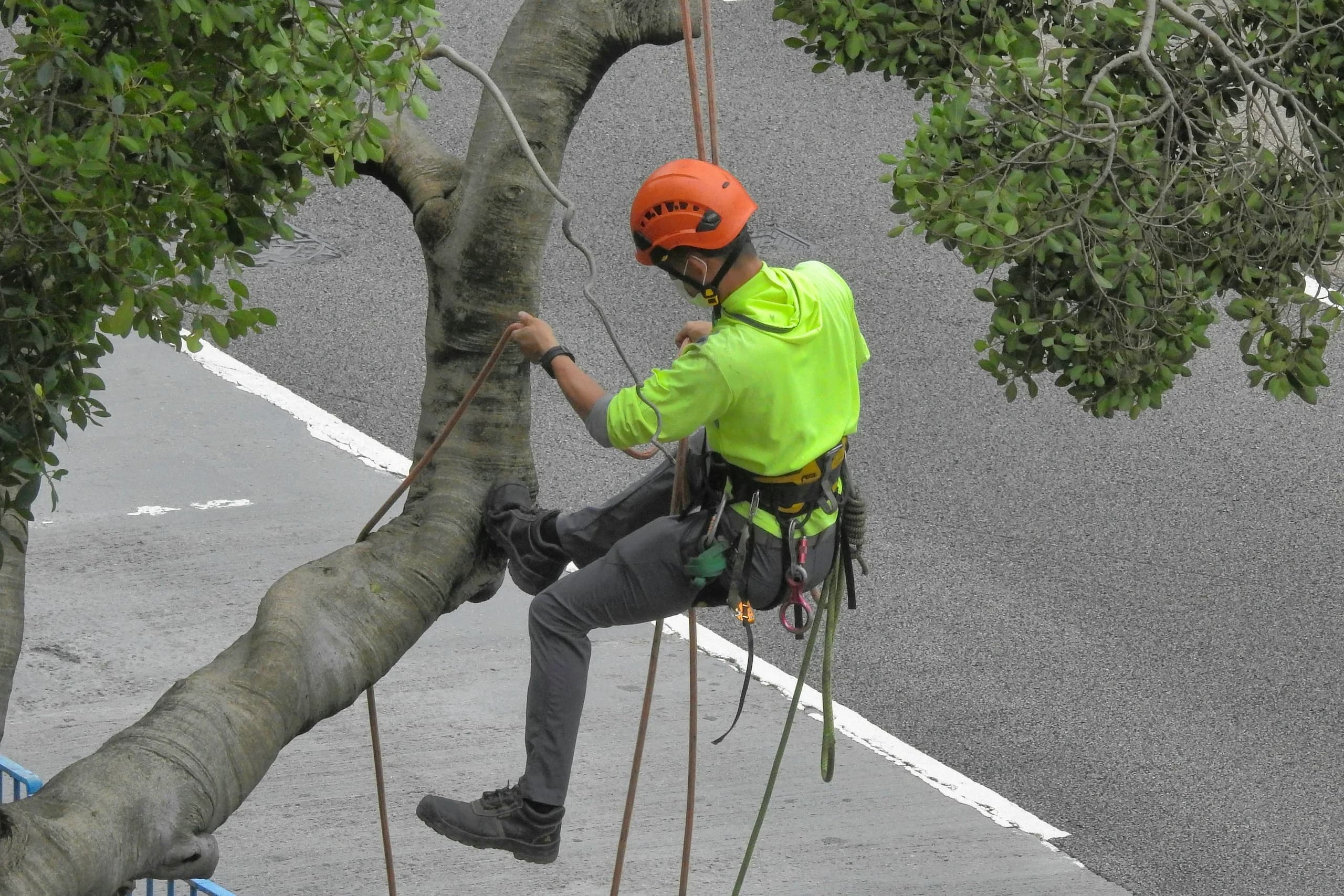 Arborist wearing an orange helmet and climbing harness handling ropes in a tree beside a road