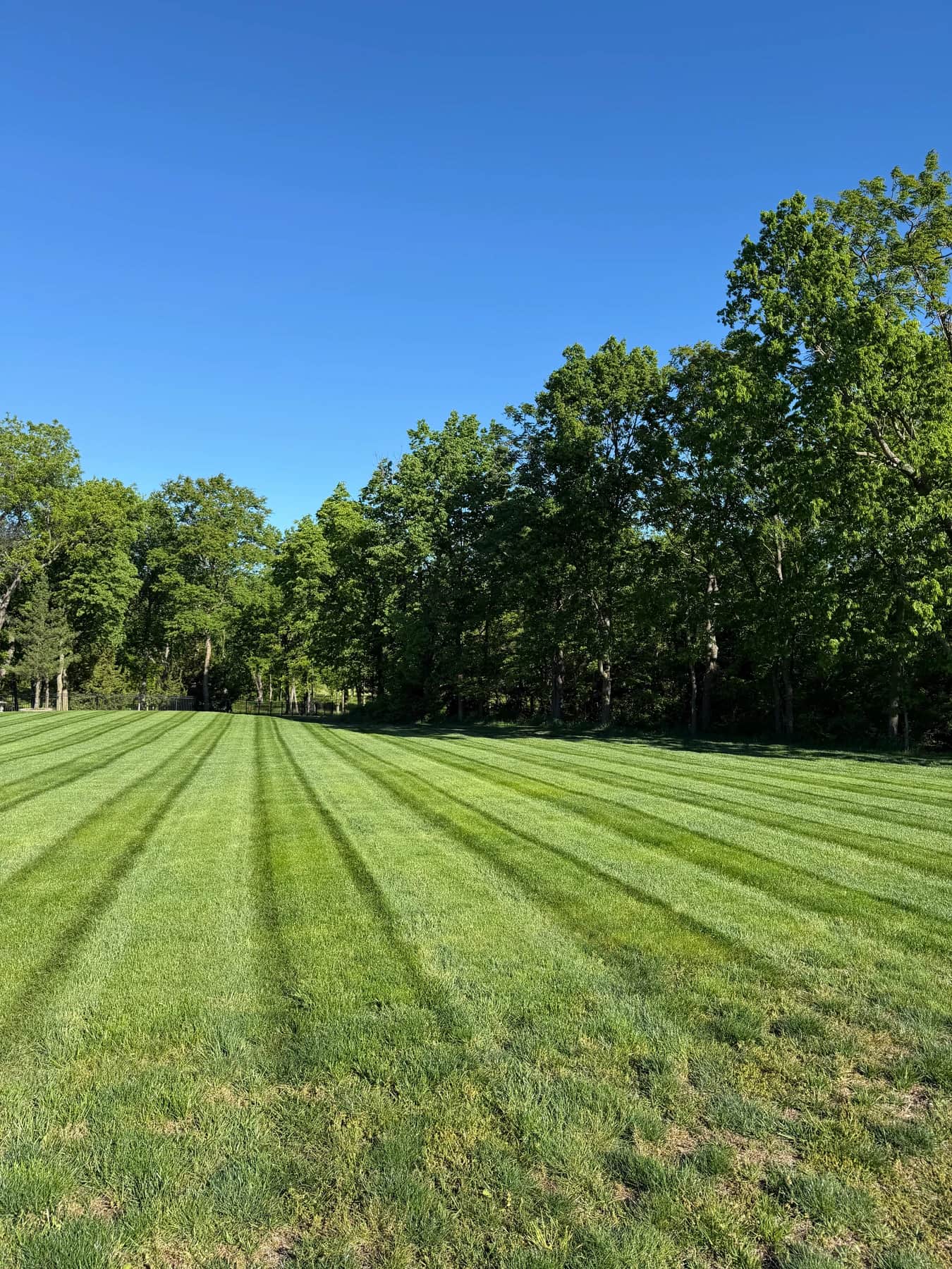 Fresh mowing stripes across a lawn bordered by leafy trees beneath a clear blue sky