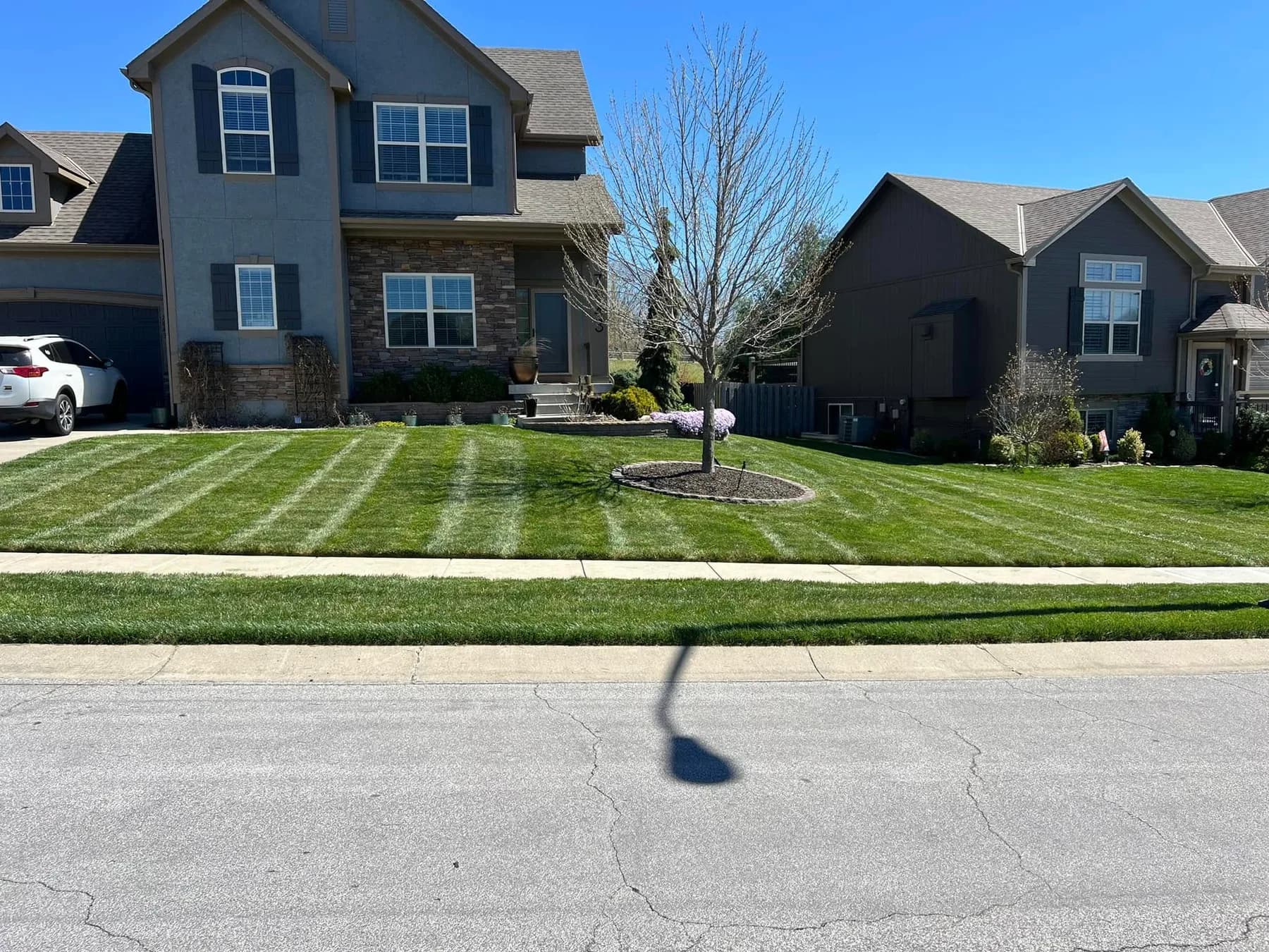 Mowed lawn and a mulched tree ring in front of homes