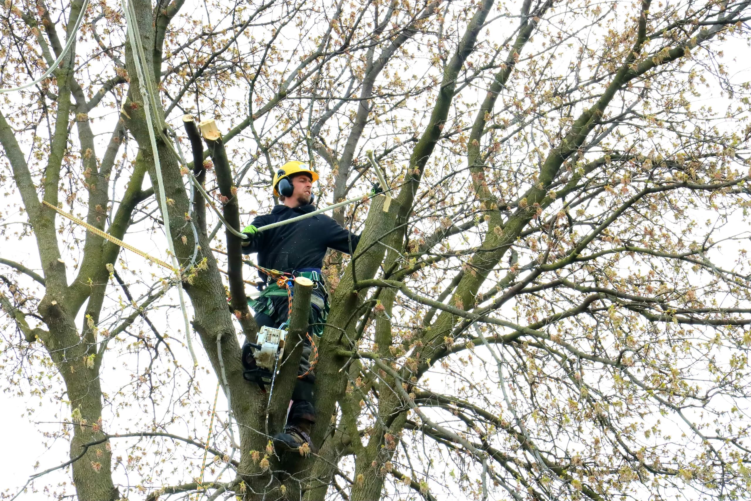 Arborist wearing a helmet and climbing harness working among tree branches with ropes