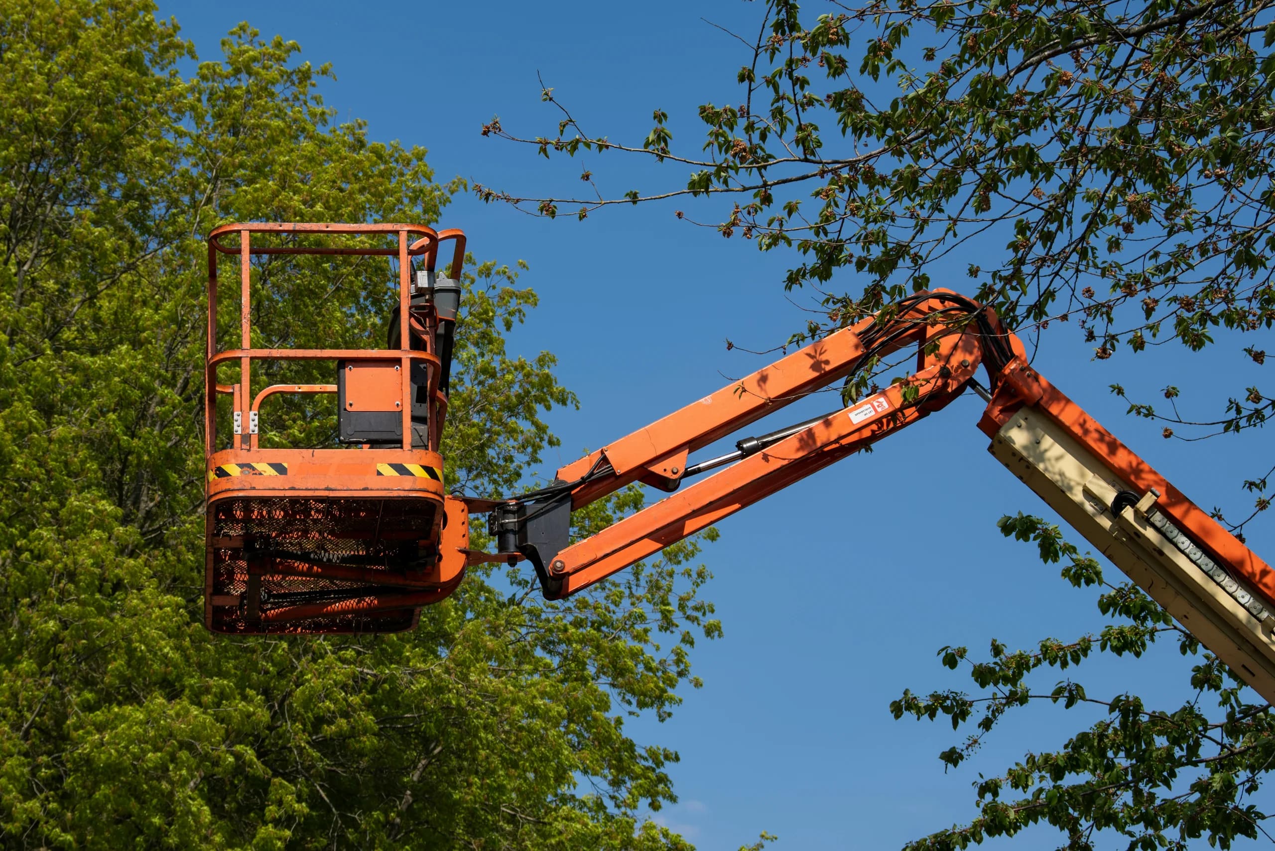 Orange boom lift raised among leafy tree branches against a blue sky