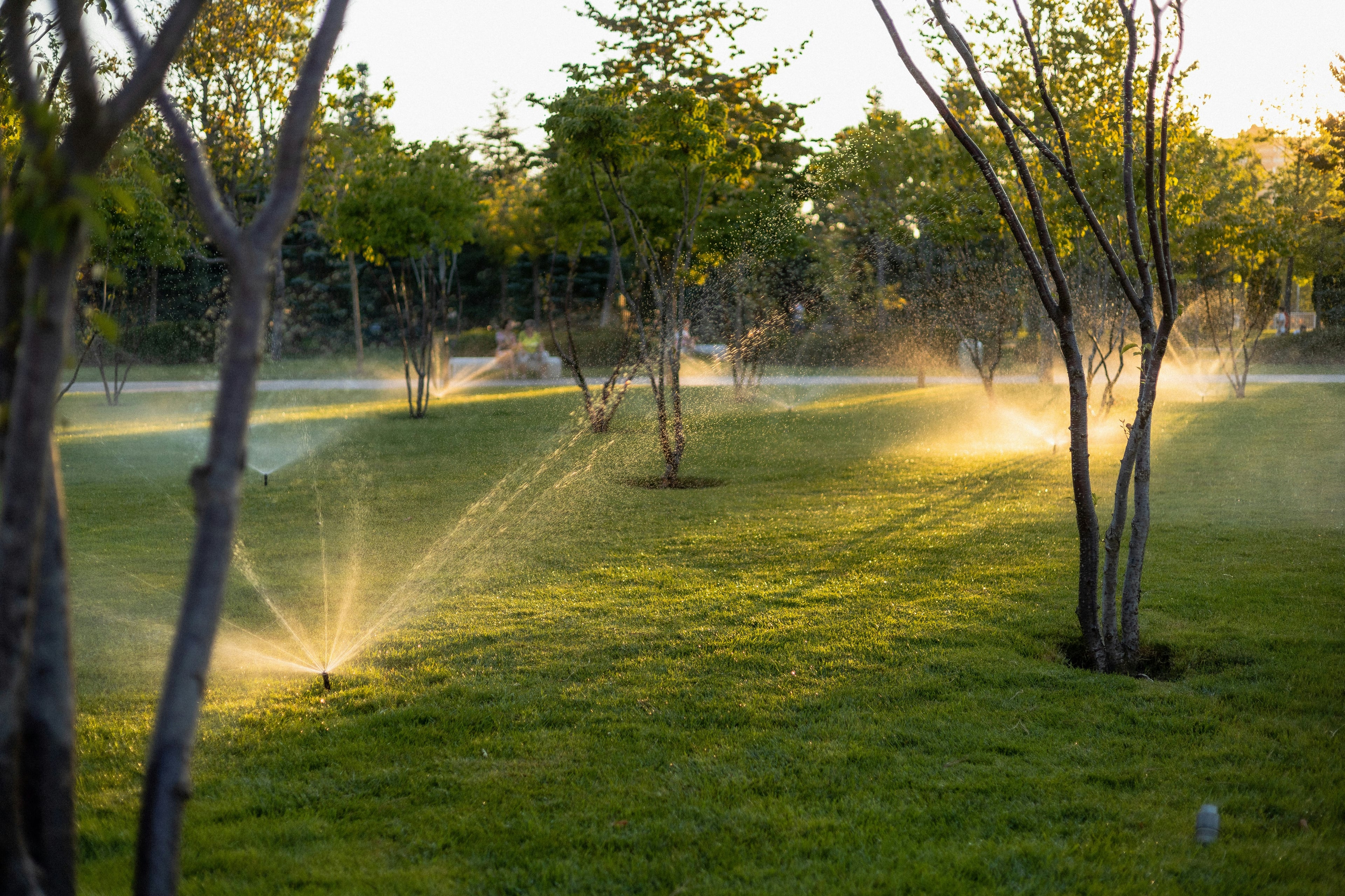 Sprinklers watering a green lawn among trees in warm evening sunlight