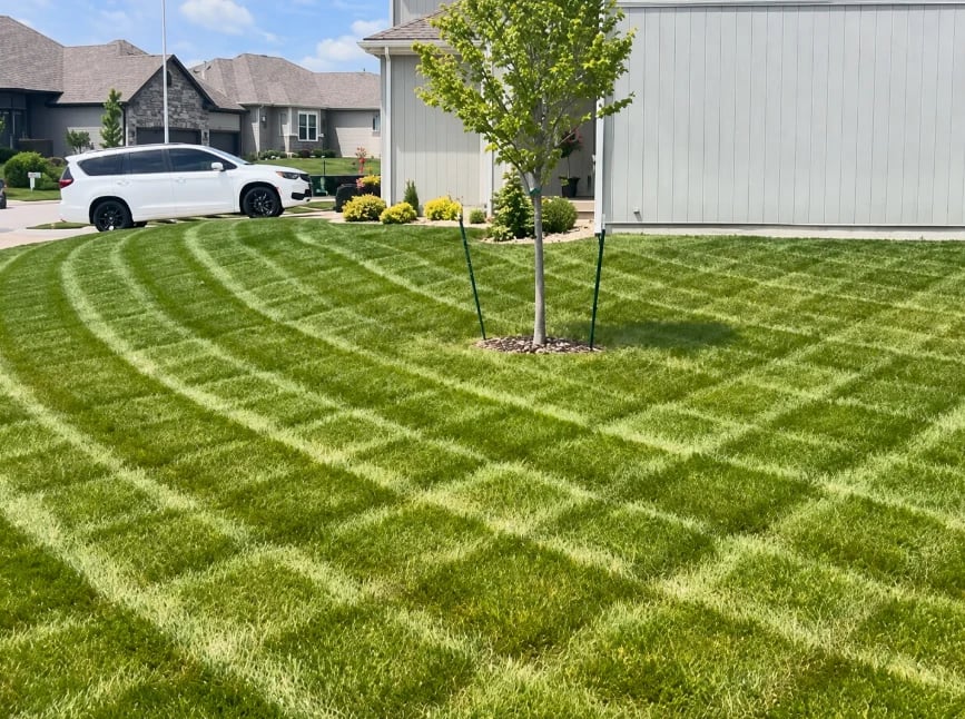 Fresh mowing stripes around a young tree beside a home