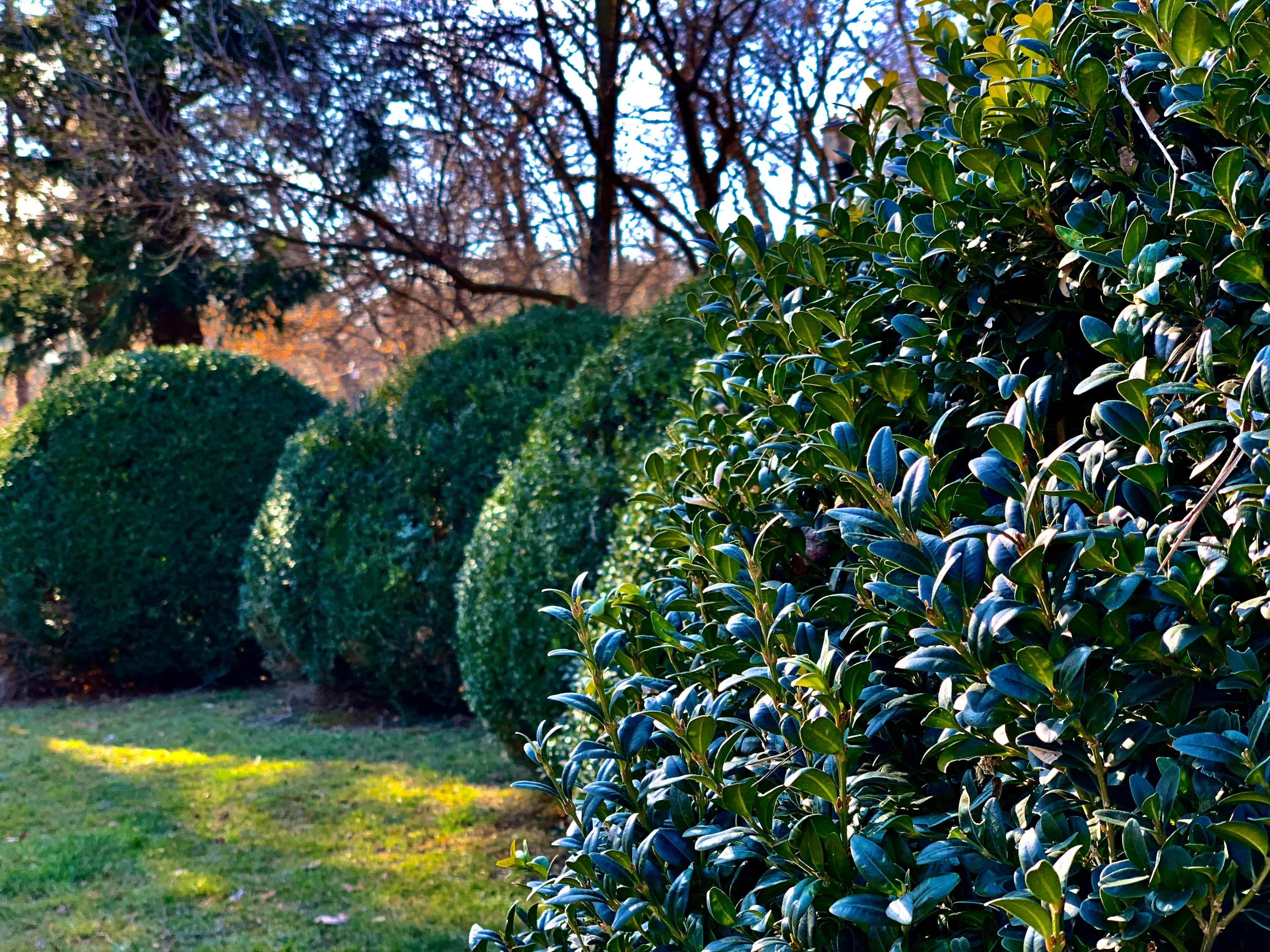 Rounded evergreen shrubs beside a lawn, with glossy green leaves in the foreground