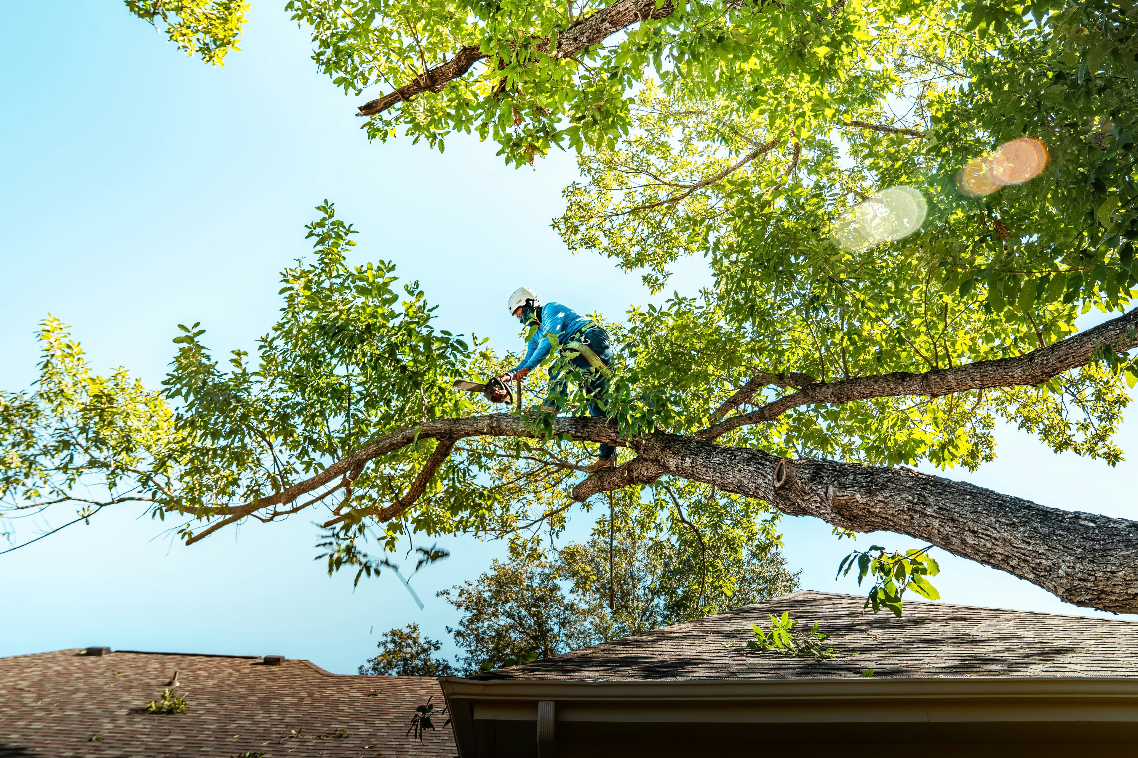 A worker wearing a helmet and harness trims a leafy tree above a rooftop