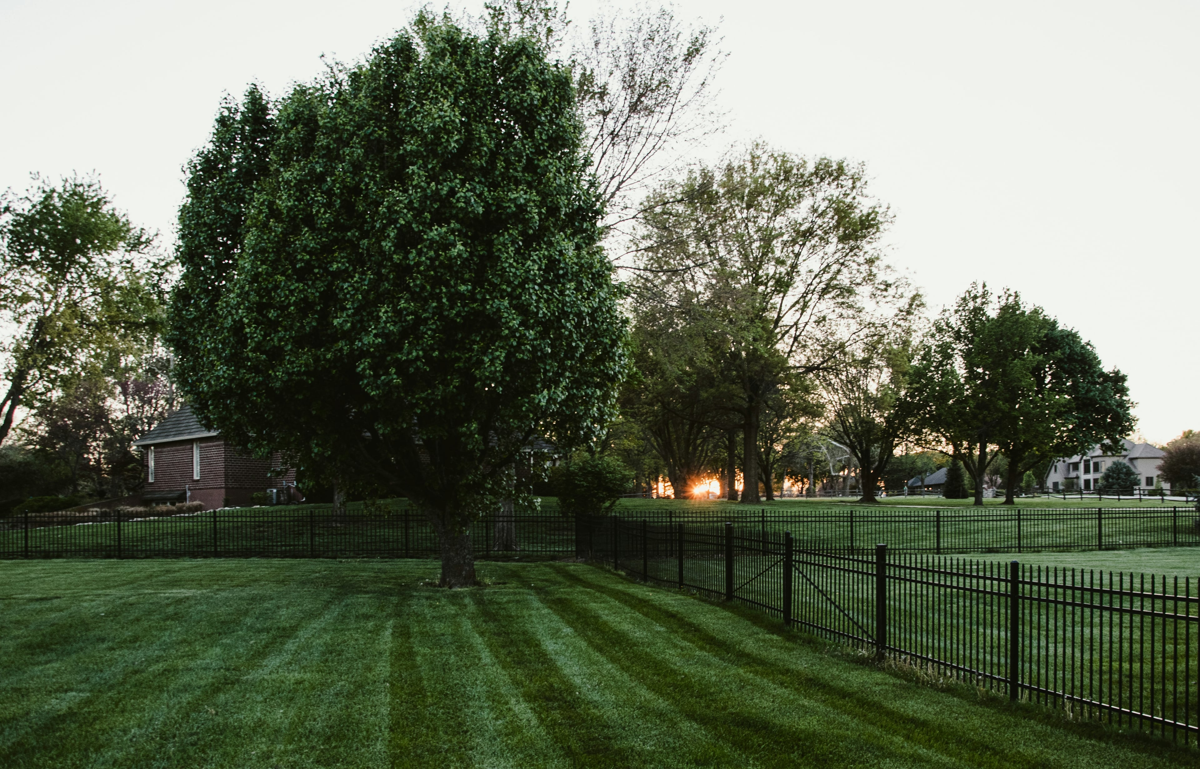 Mature trees above a neatly striped lawn beside a metal fence